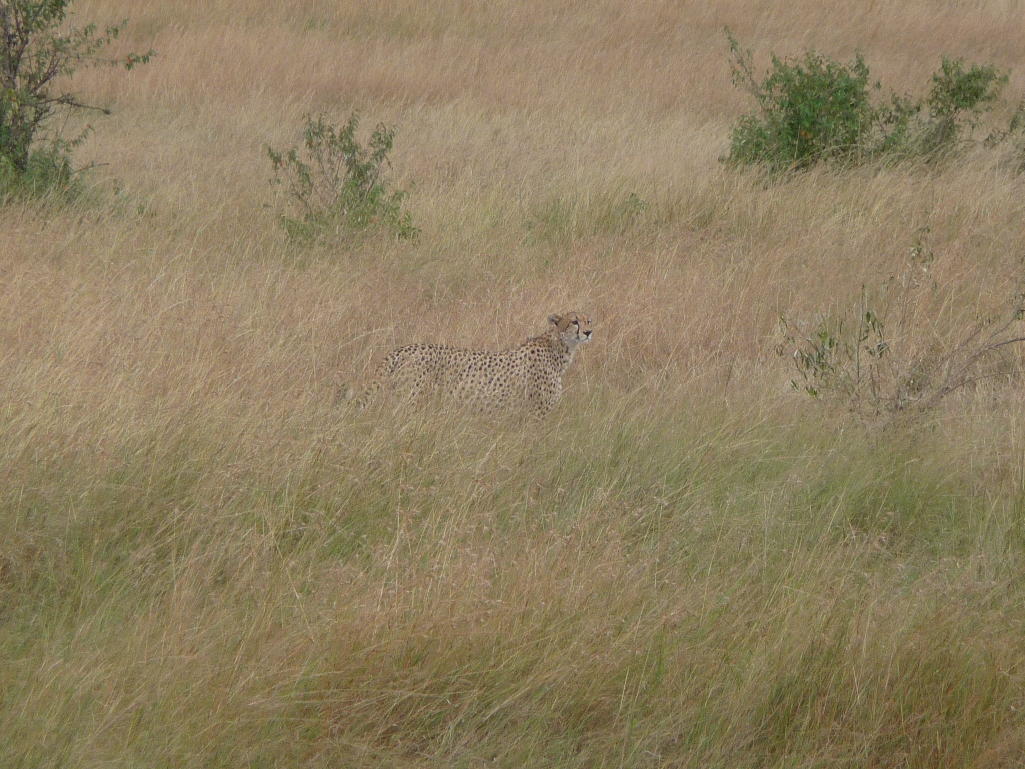 cheetah camouflage cheetah camouflage